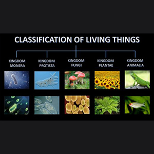 Classification of Living Things